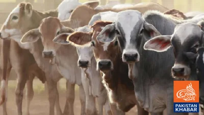 گرین پاکستان انیشیئٹوو کے تحت ڈے زی کی زرعی انقلاب کی جانب پیش رفت