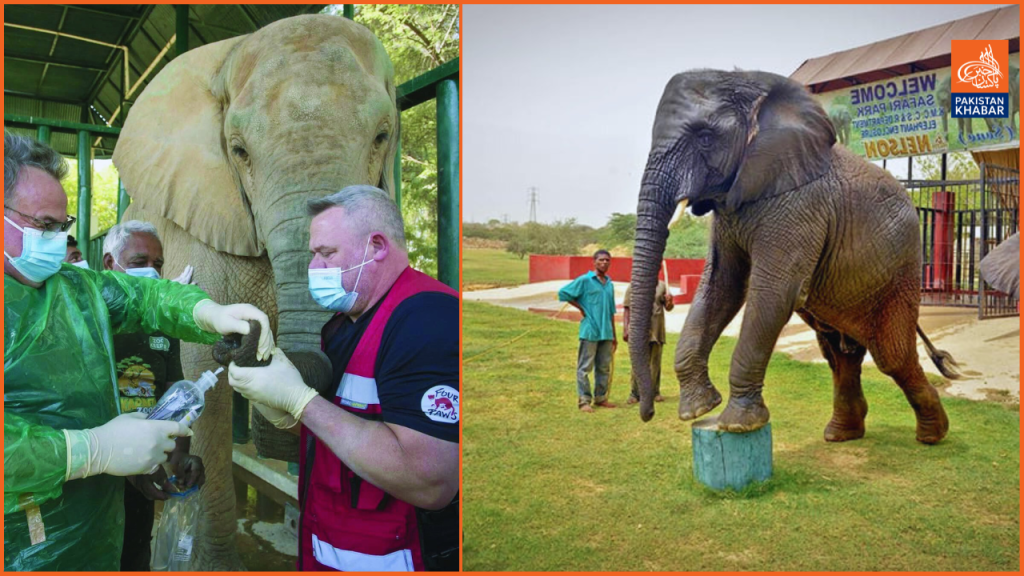 Safari Park elephants found with health issues, including TB concerns